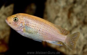 Metriaclima fainzilbergi 'Puulu'